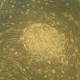 Human stem cell. (Image: Wikimedia)